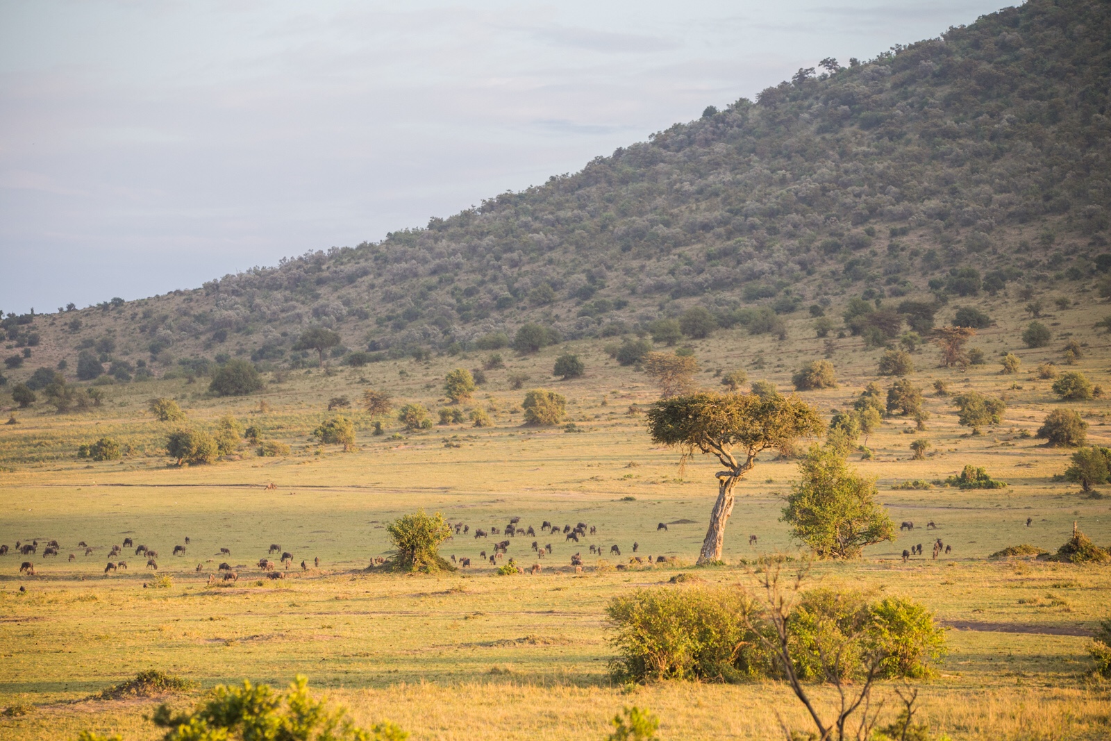 Endless savannah with grass and trees in the Maasai Mara.
