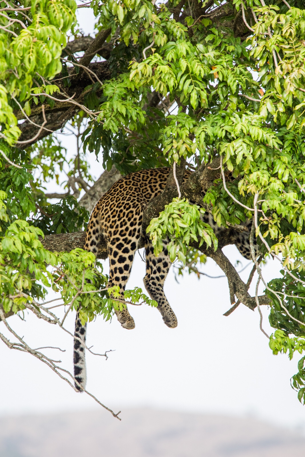 The elusive leopard hanging in the tree in Maasai Mara.