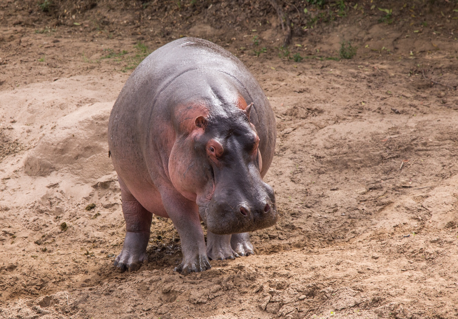 Hippo on the banks of the Mara river in Maasai Mara. It’s so fat!