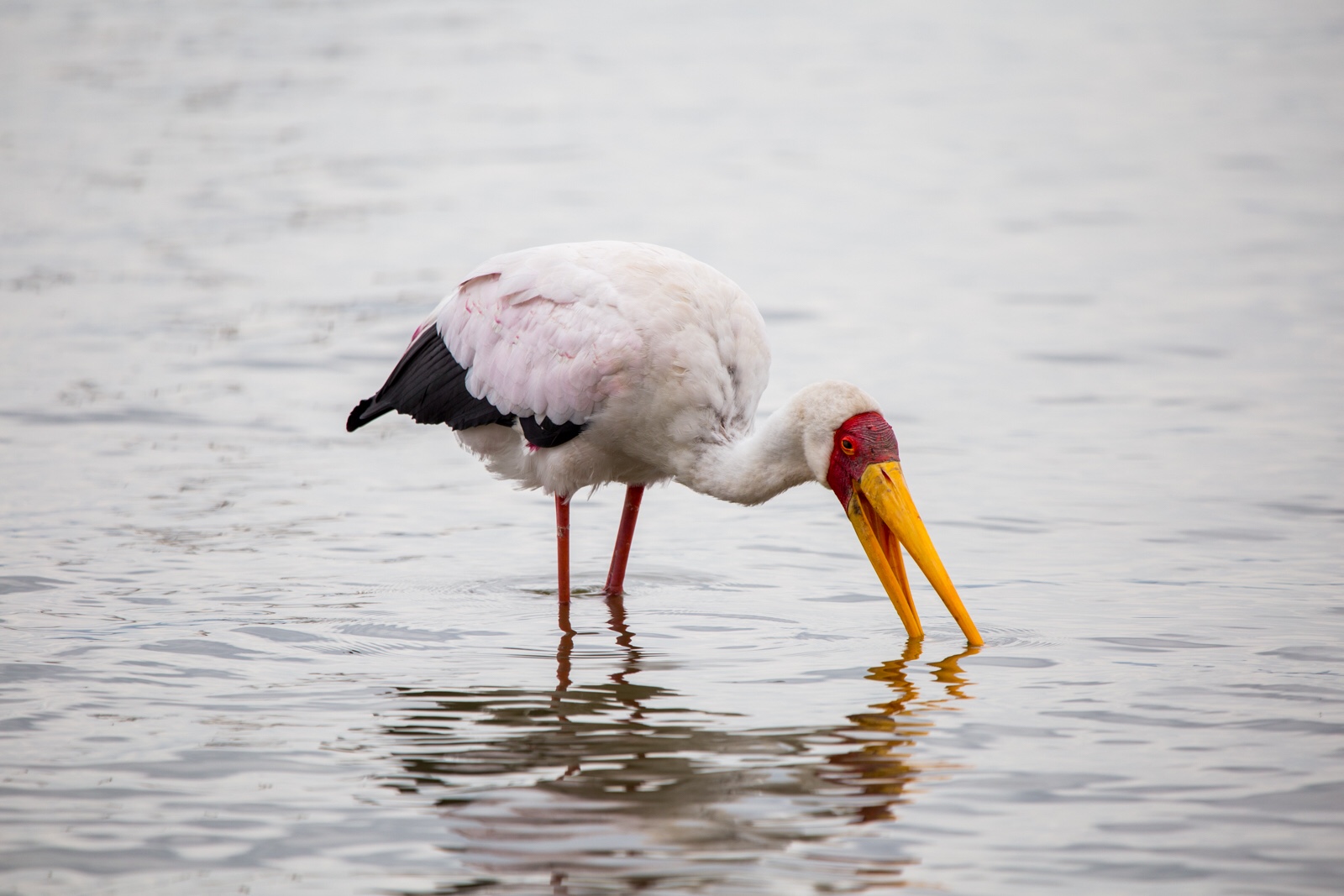 Yellow-billed storks in Lake Naivasha, such distinct color.