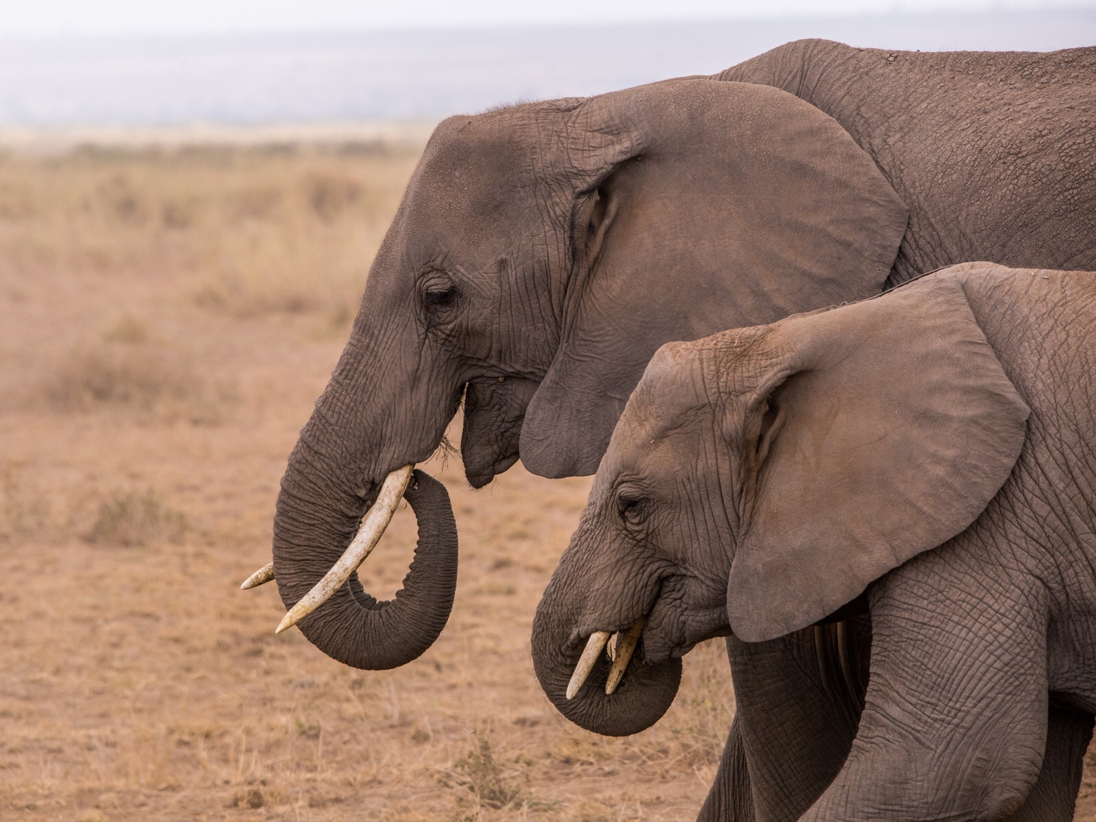 Mama and baby elephant twinning in Amboseli.