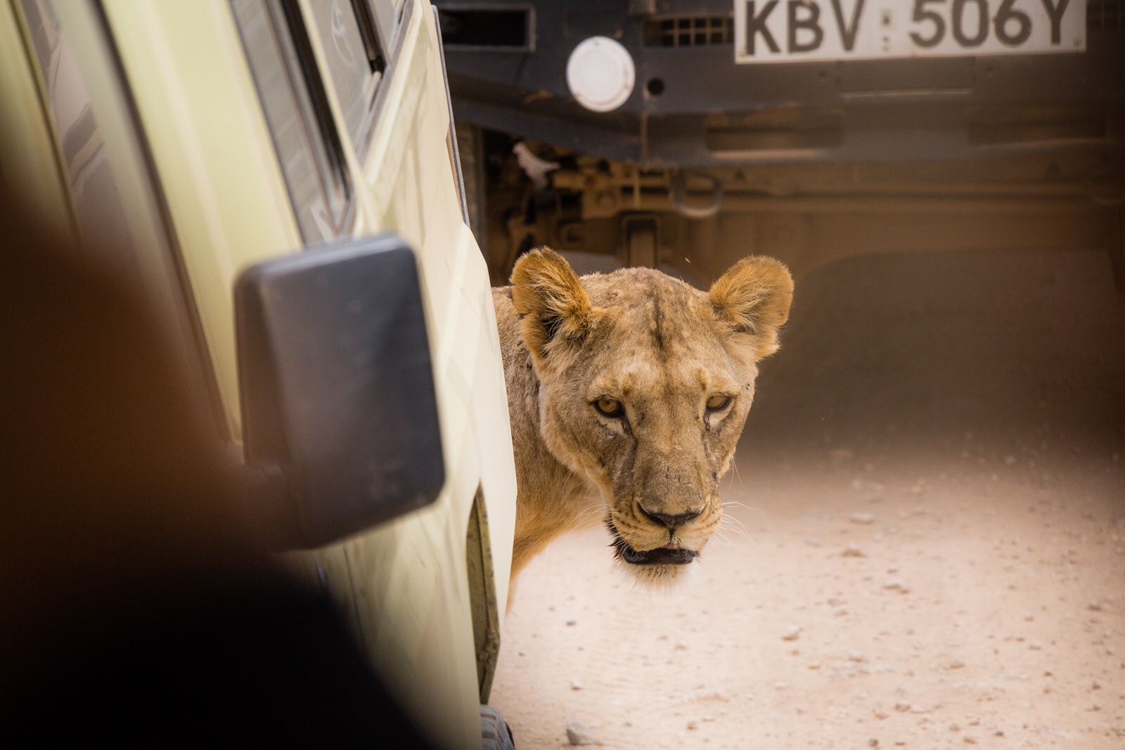 A female lion crossing the road in Amboseli, literally peeking out between all the parked vans.