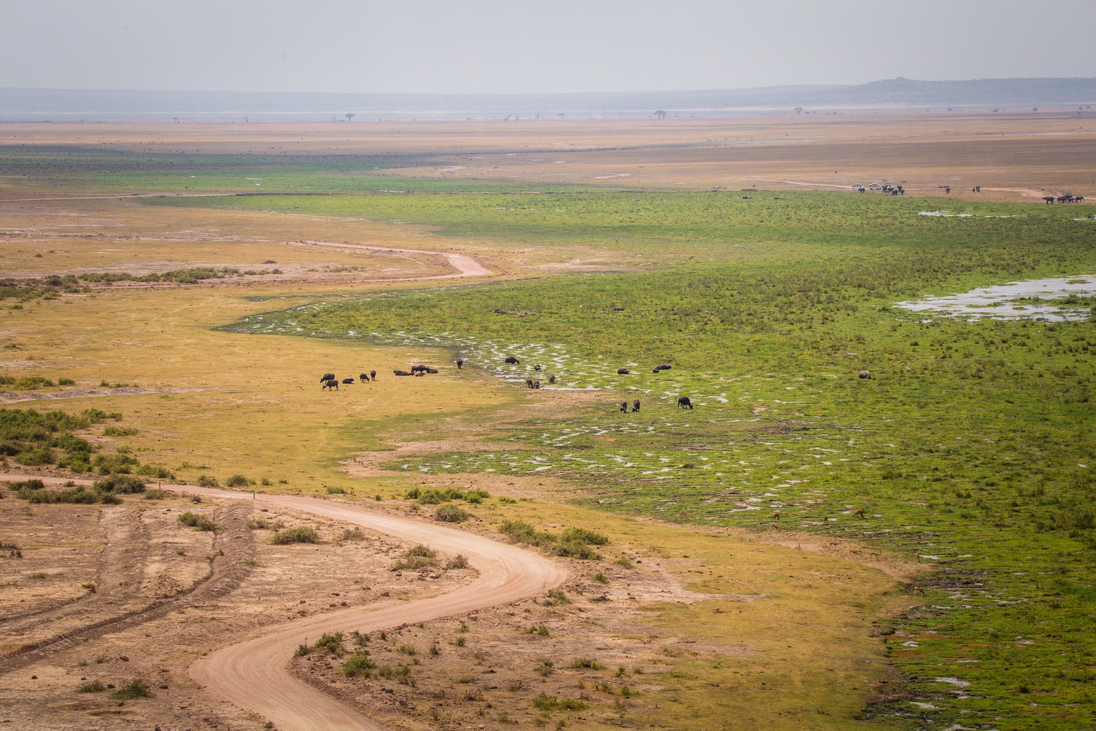 It’s amazing how some areas in Amboseli can be so lush while it’s dry right beside it.
