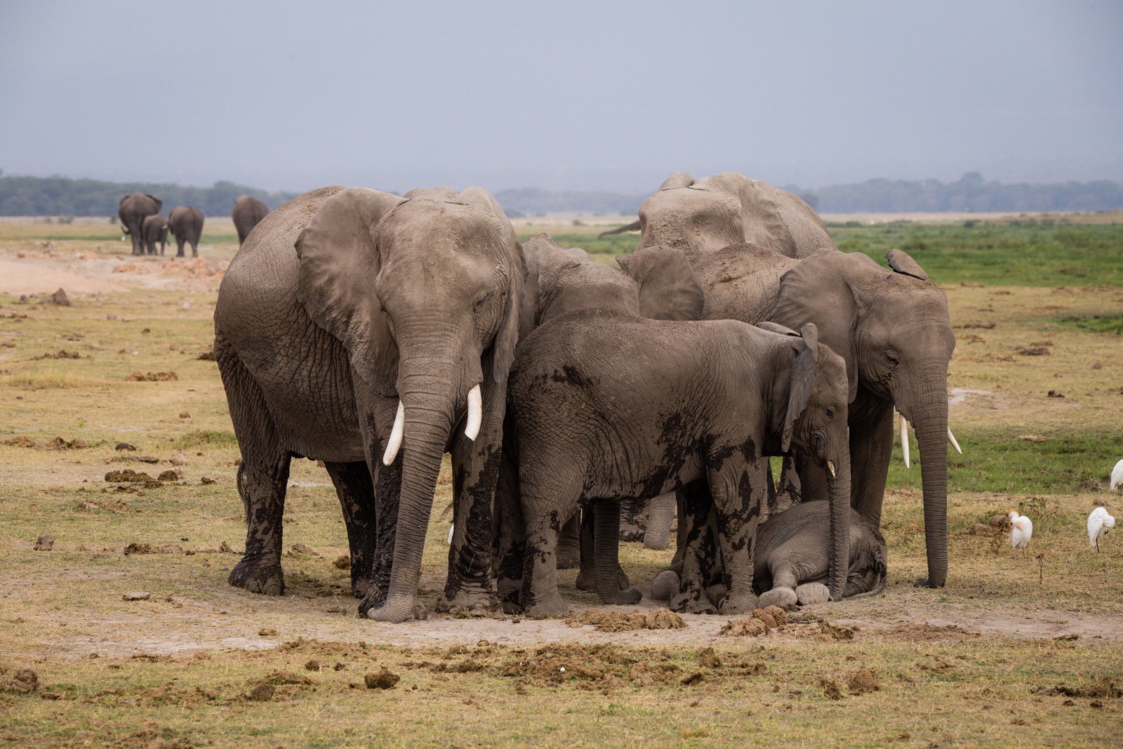 A family of elephants waiting for the baby to finish its nap before making the journey back to where they sleep from the swamp in Amboseli.