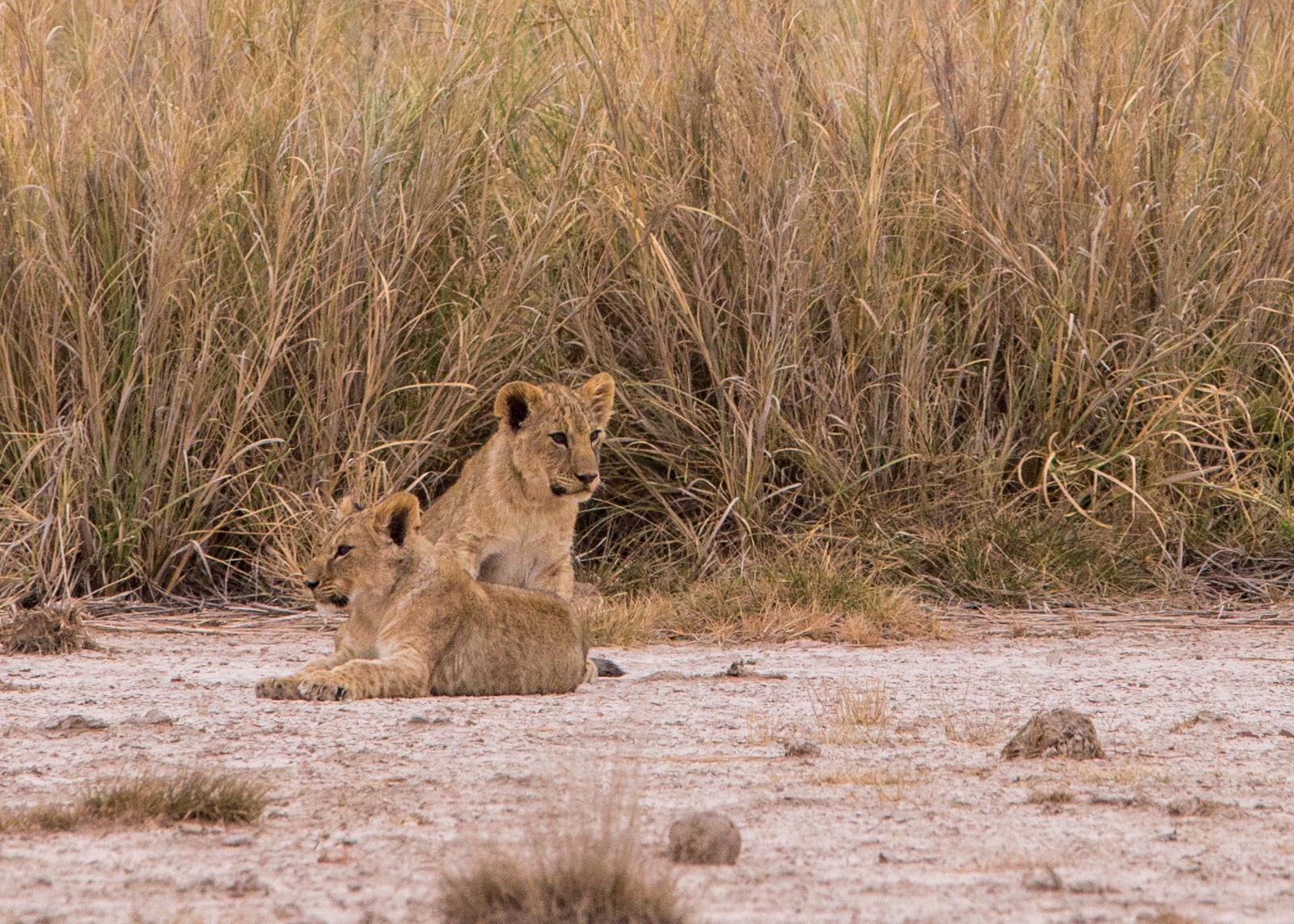 Lion cubs in Amboseli!