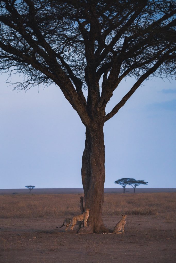 Group of cheetahs around a tree in the Serengeti.