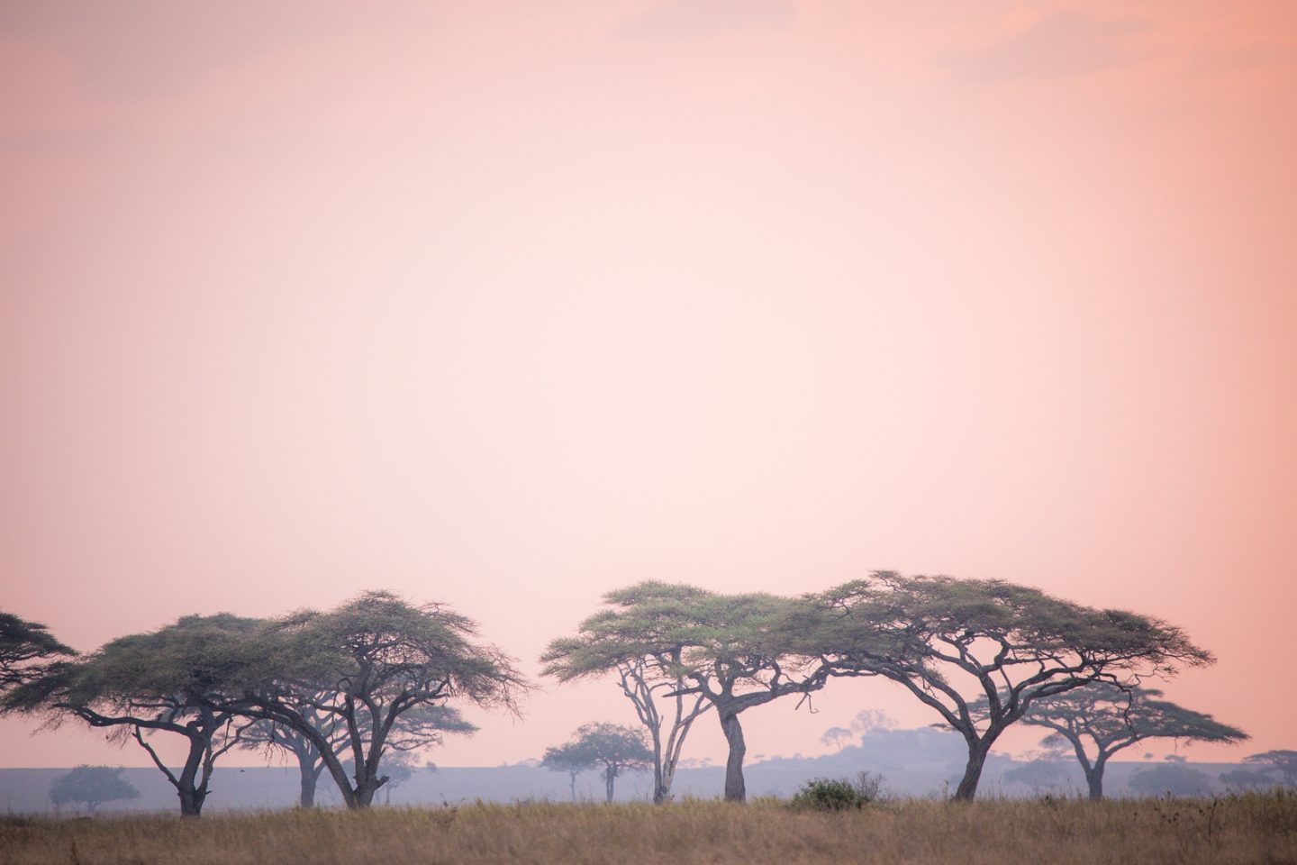Sunset over the Serengeti.
