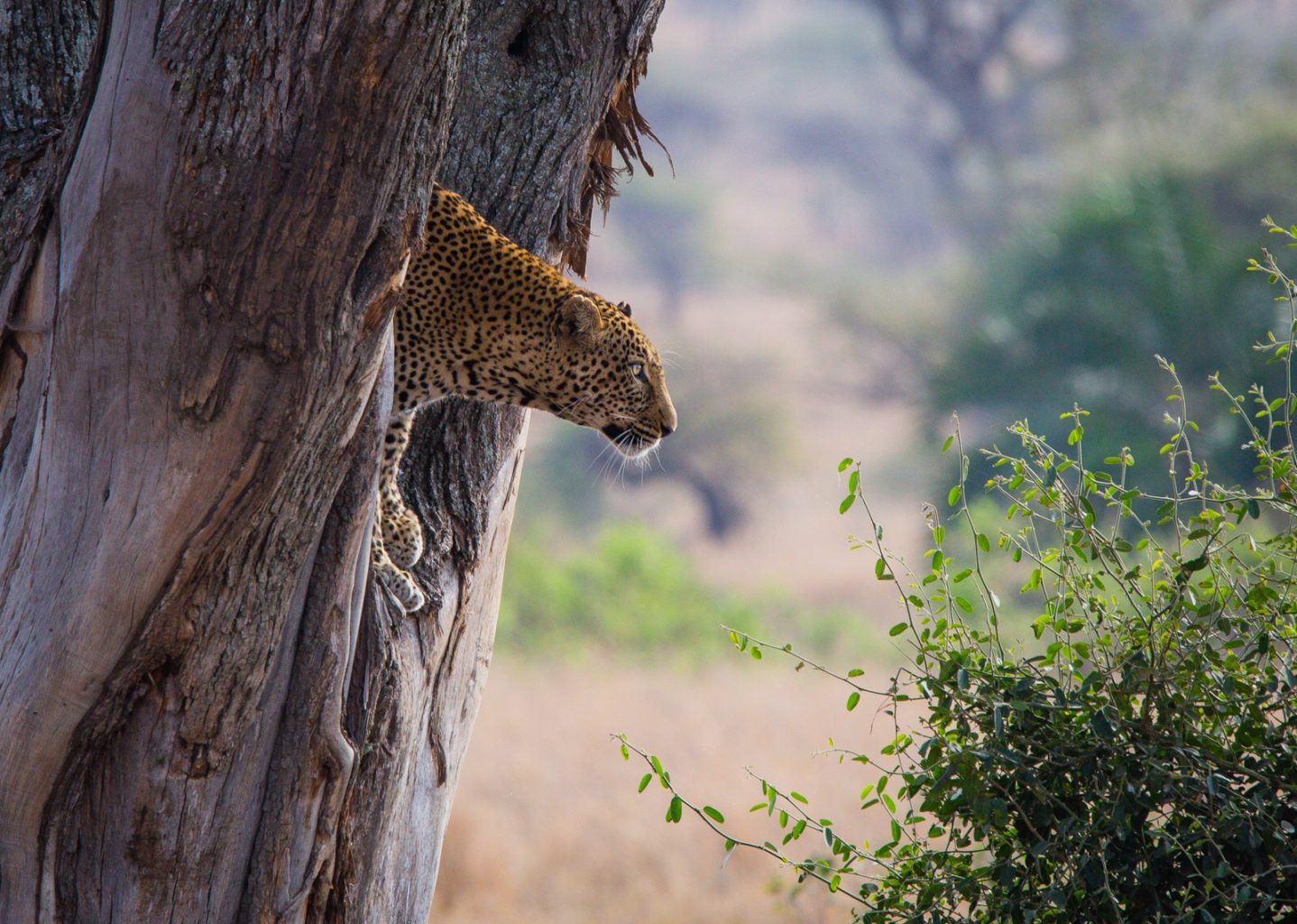 A rare sight, this leopard was peaking out of the tree before jumping and walking away.