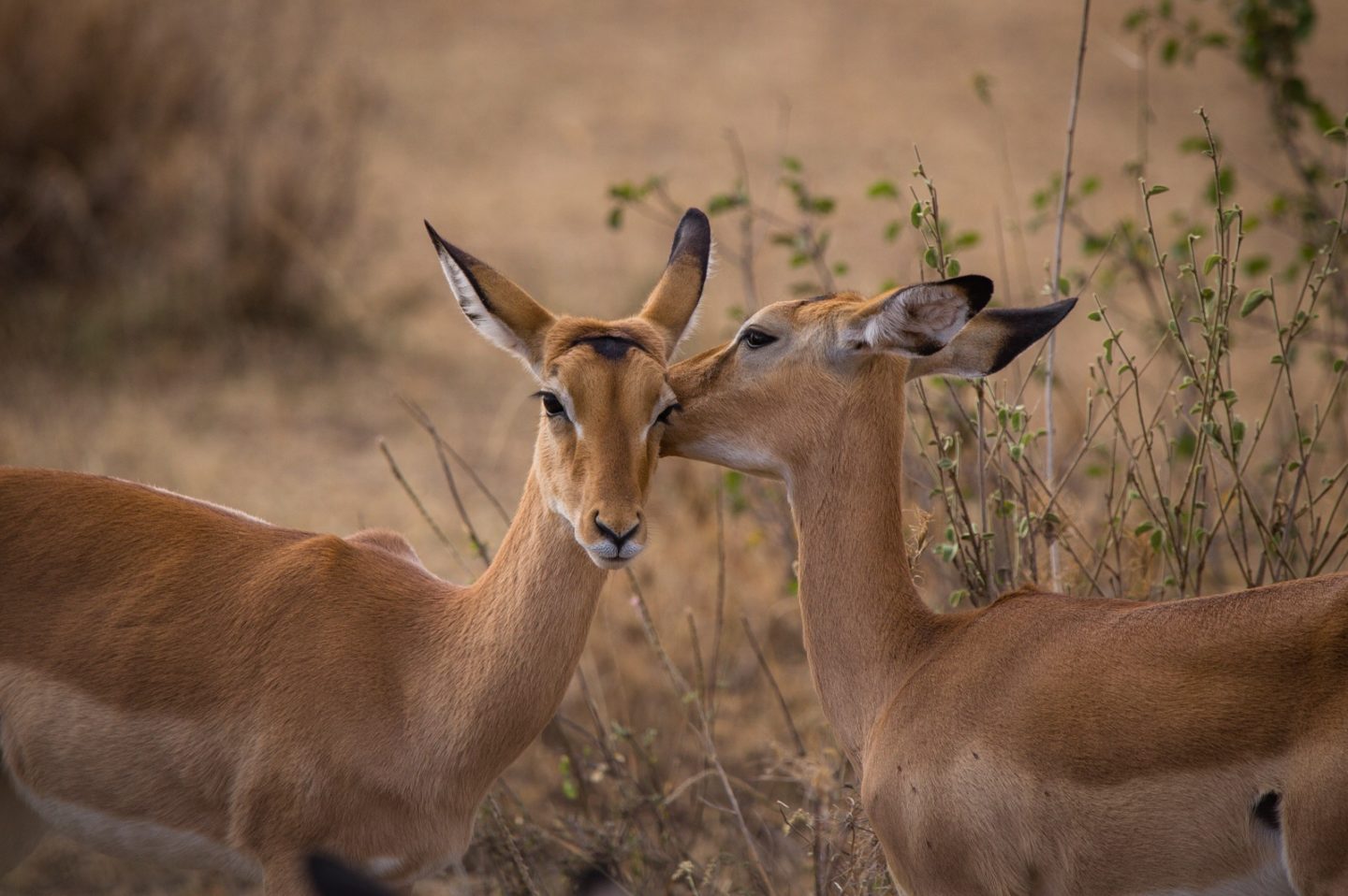 Female impalas giving each other a bath in the Serengeti.