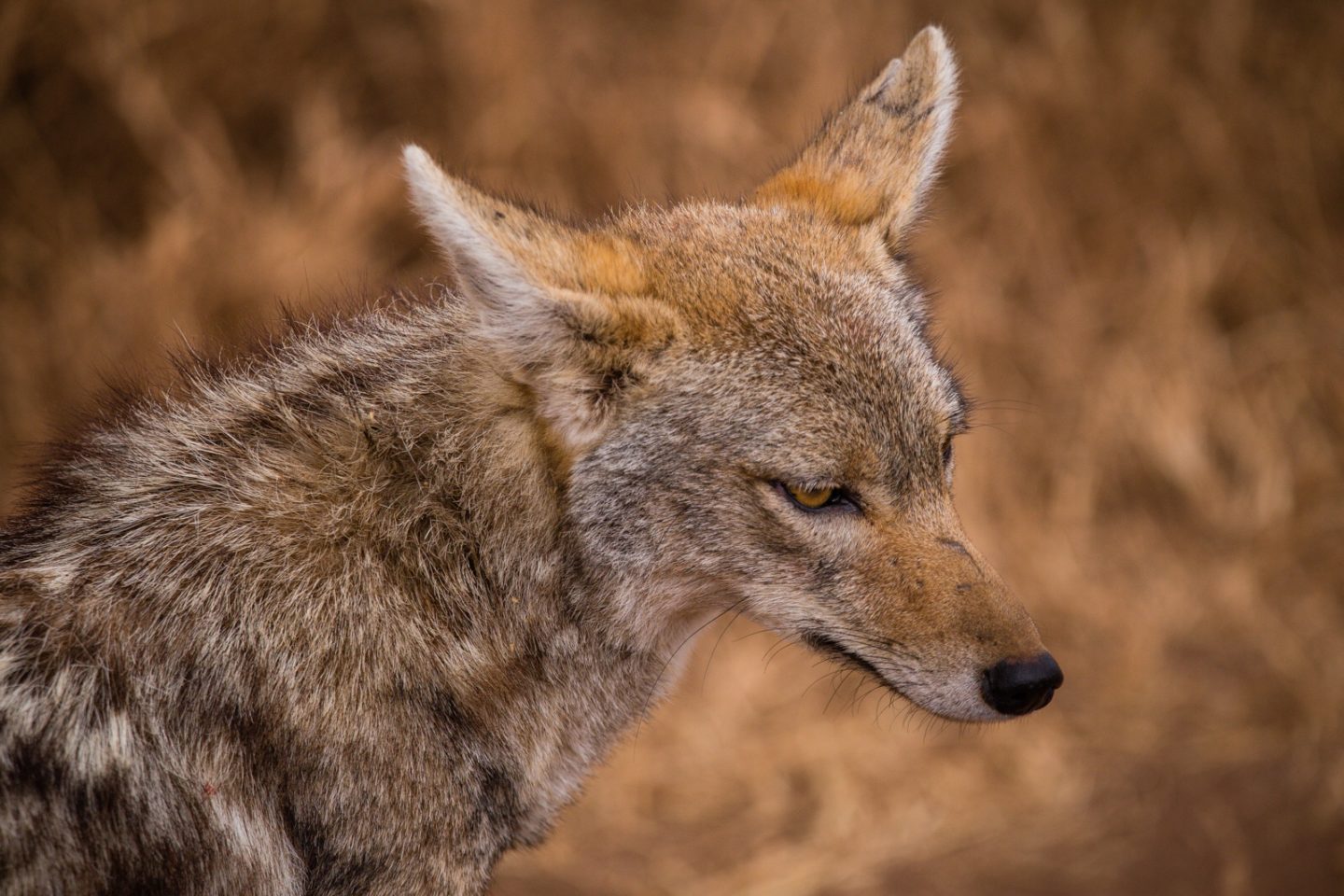 Jackal close up in the Ngorongoro crater.