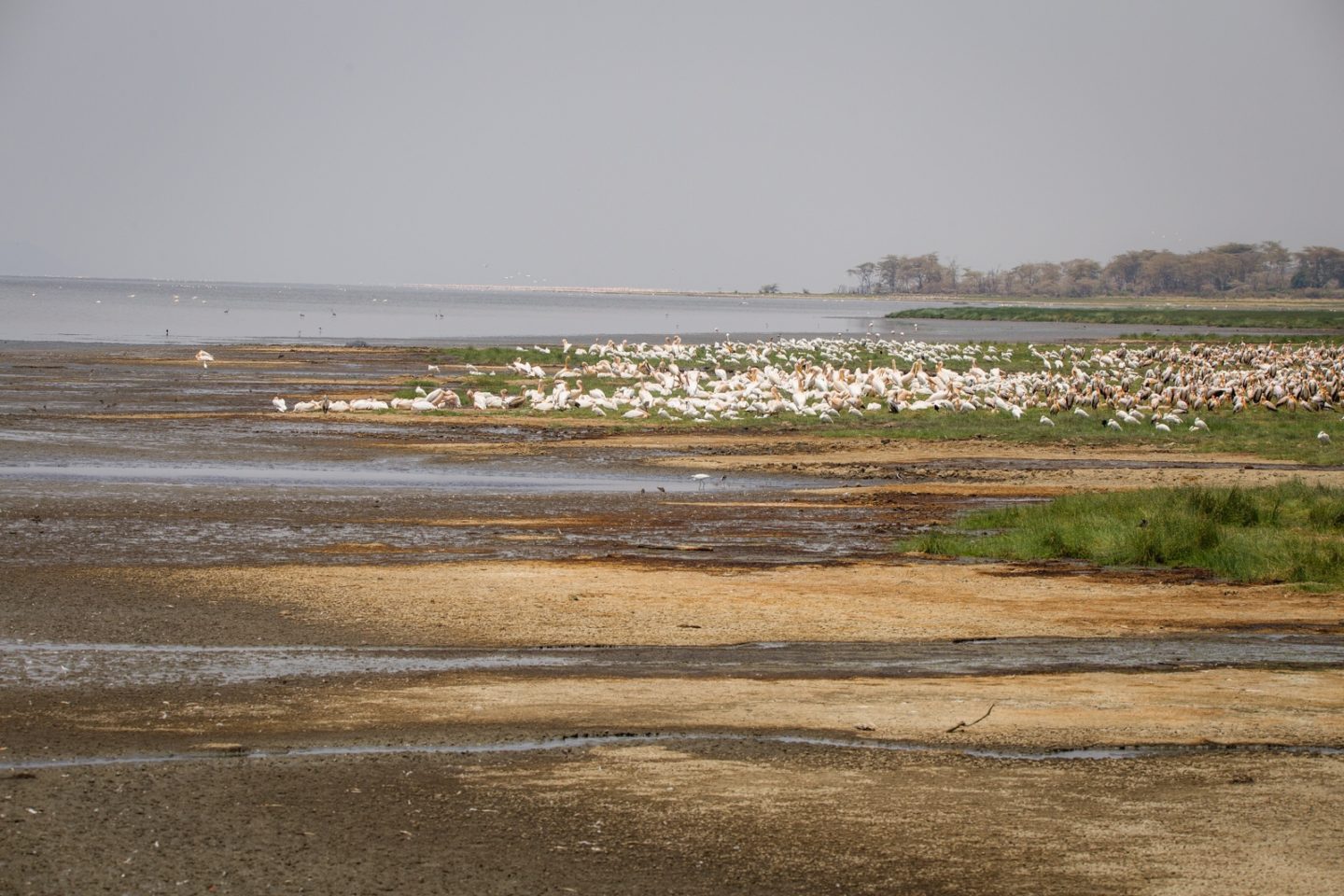 Bird colony on the shore of Lake Manyara.
