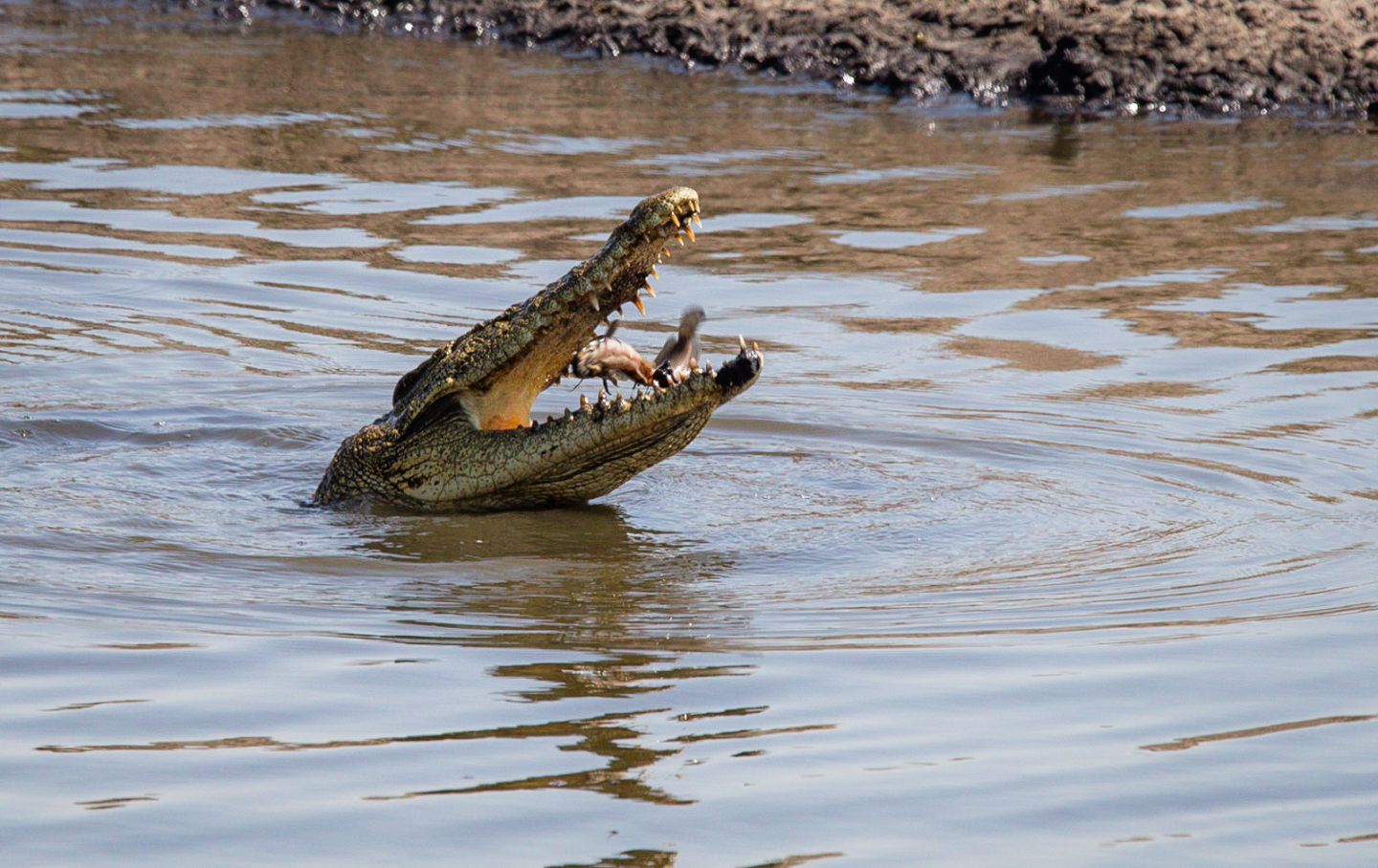 Crocodile eating a fishChobe National Park, Botswana