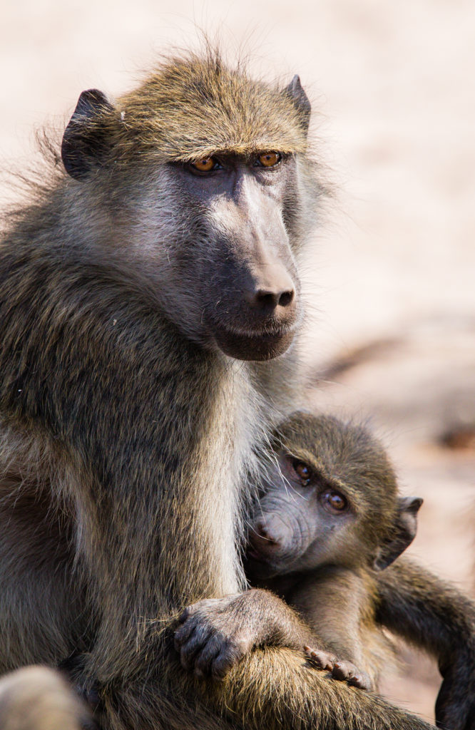 Baboon mom holding her babyChobe National Park, Botswana