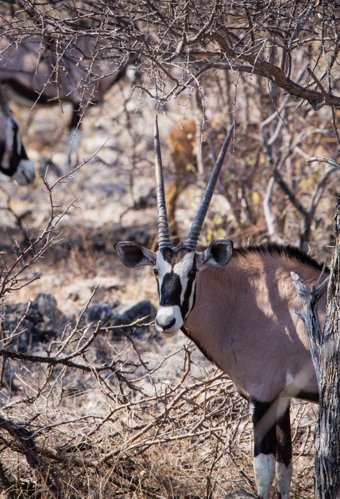 OryxNamutoni, Etosha National Park, Namibia