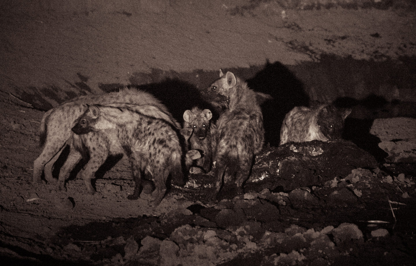 Hyena clan eating a Kudu carcassNamutoni, Etosha National Park, Namibia