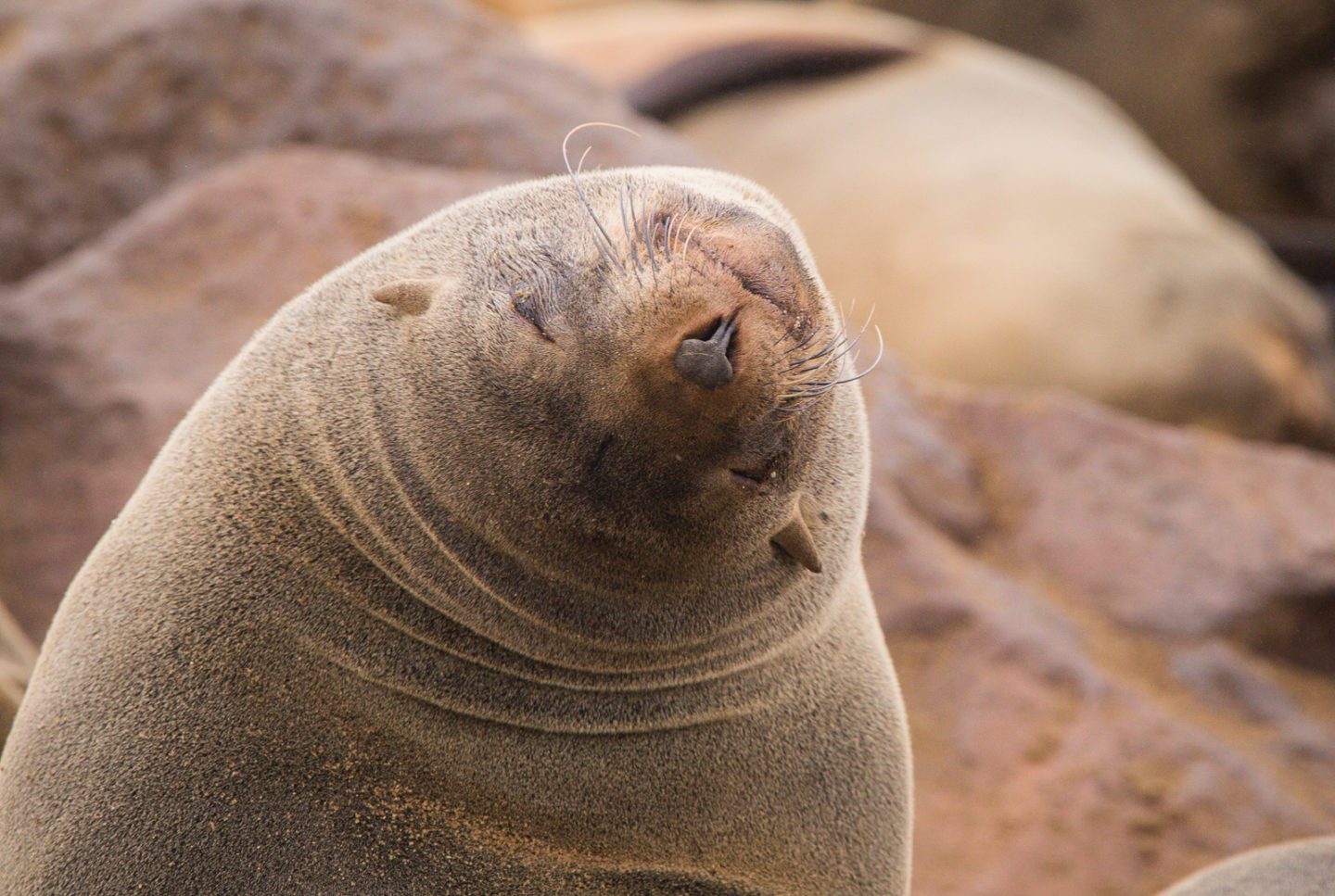 Playful sea lionCape Cross Seal Colony, Namibia