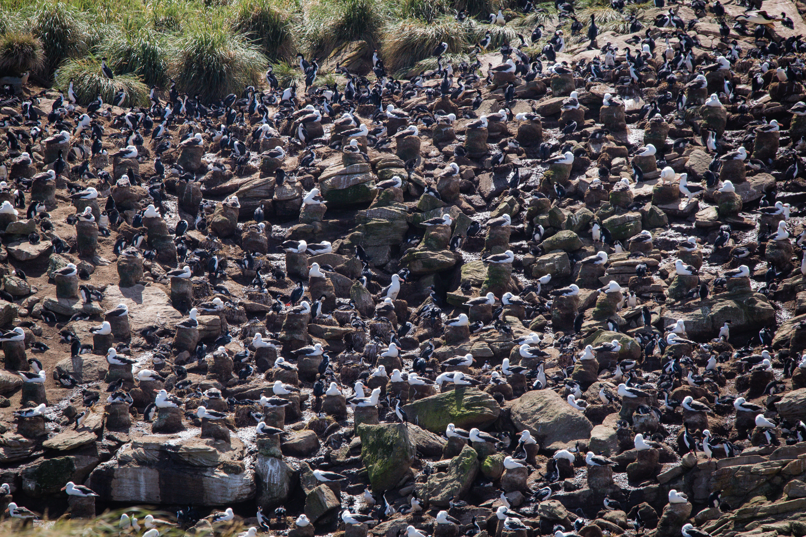 Cliff with rockhopper penguins and black-browed albatross, New Island, Falklands
