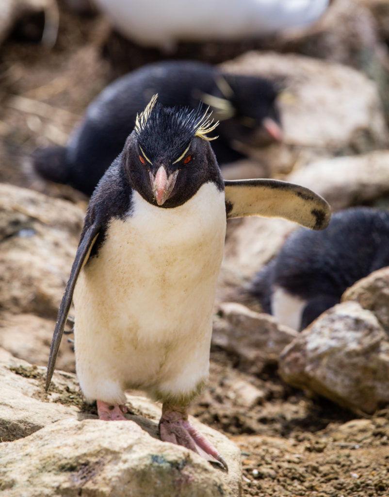 Rockhopper penguin, New Island, Falklands