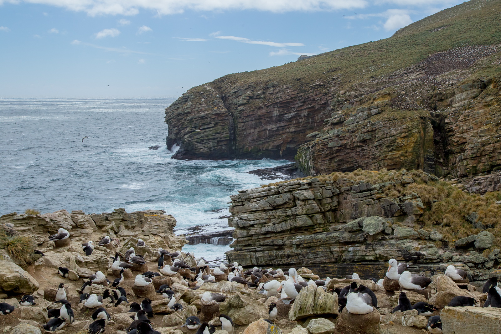Rockhopper penguin and black-browed albatross nests, New Island, Falklands
