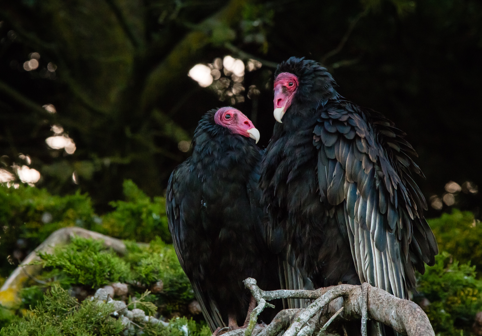 Turkey vultures on West Point Island, Falklands