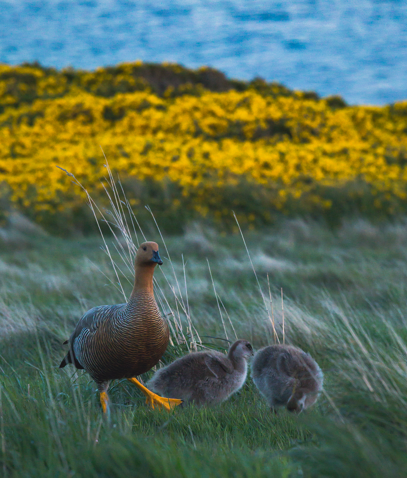 Upland geese on West Point Islands, Falklands