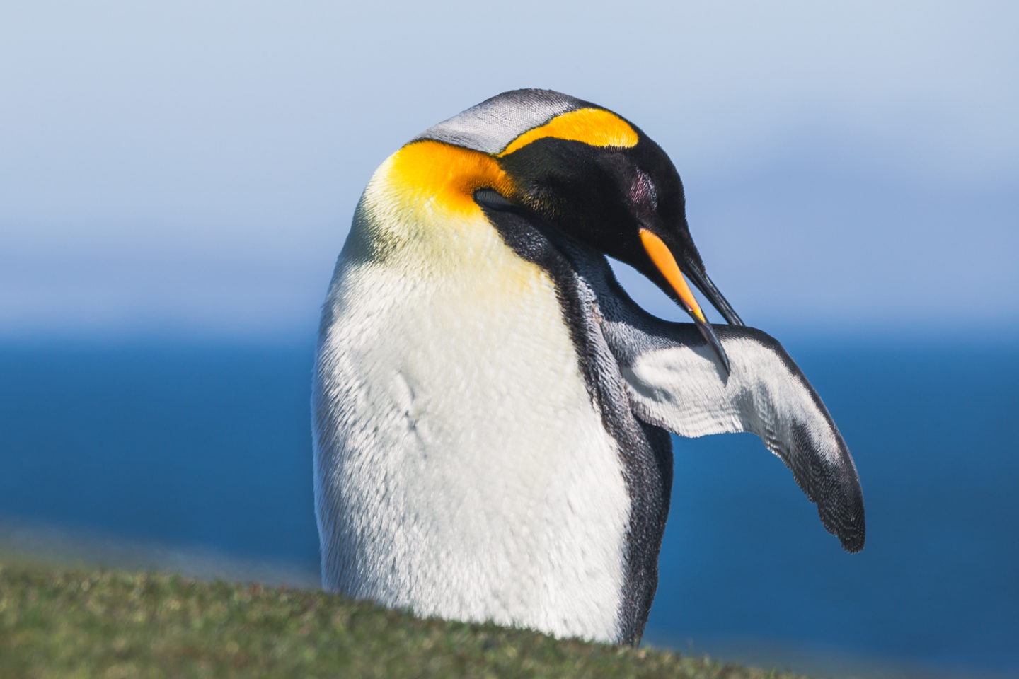 King penguin on Saunders Island, Falklands