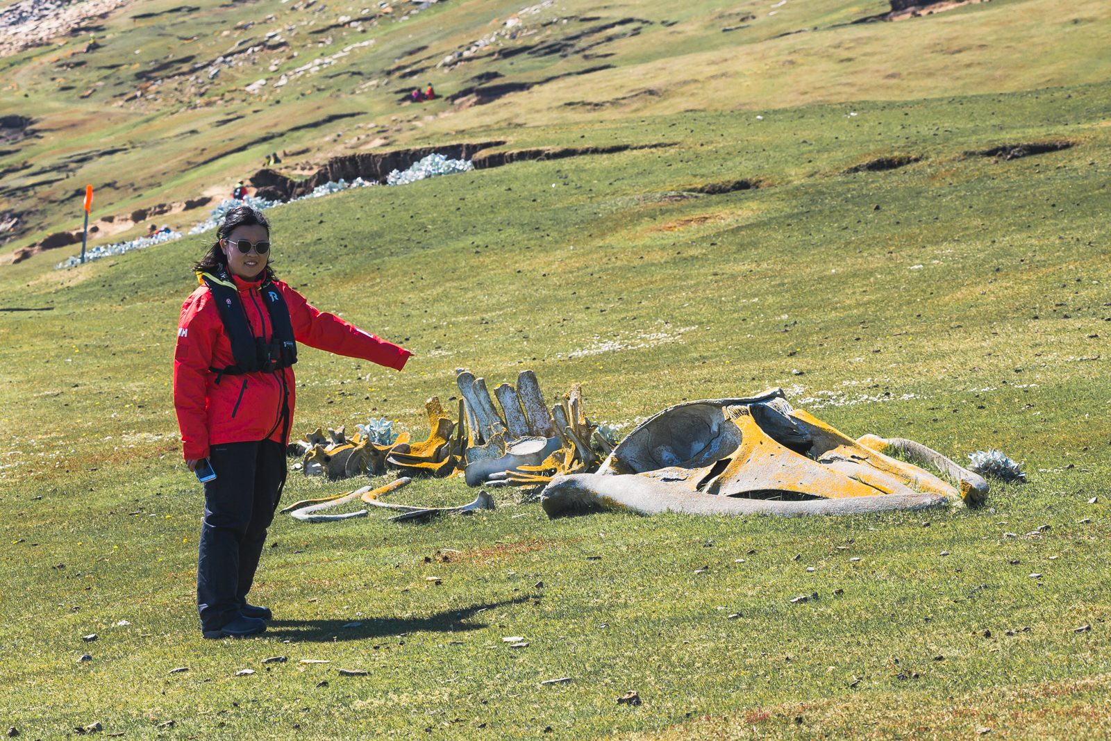 Whale carcass on Saunders Island, Falklands