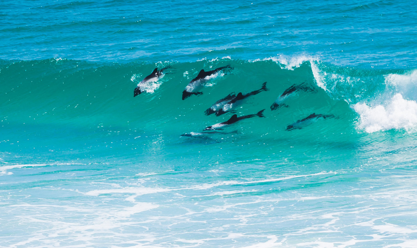 Commerson’s dolphins on Saunders Island, Falklands