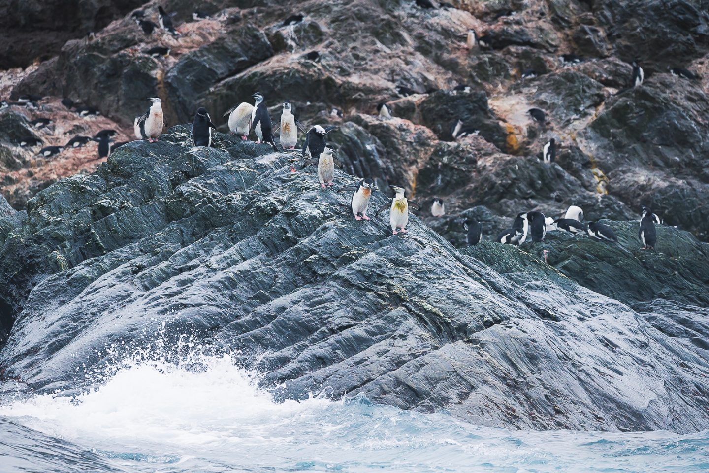 Chinstrap penguins ready to jump into ice cold water