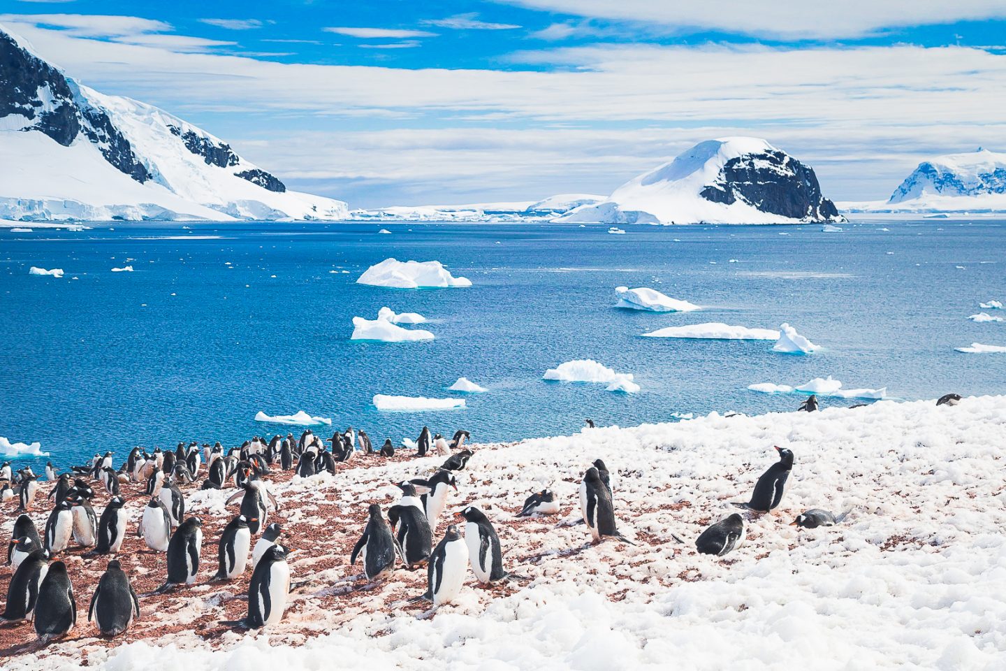 Gentoo penguin rookery on Danco Island, Antarctica