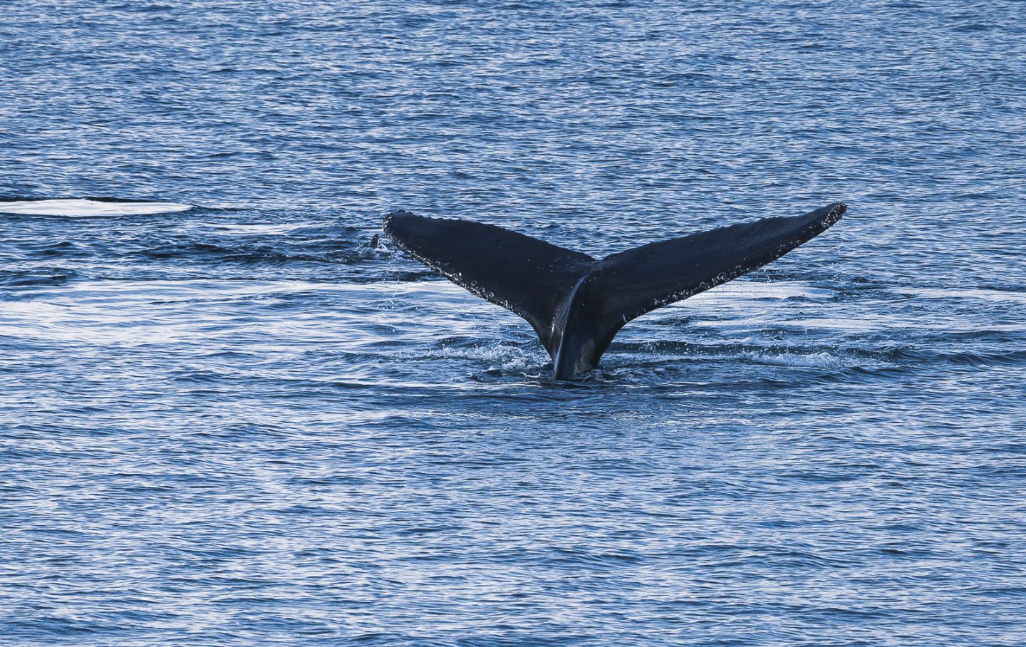 Humpback whale, Lemaire Channel, Antarctica