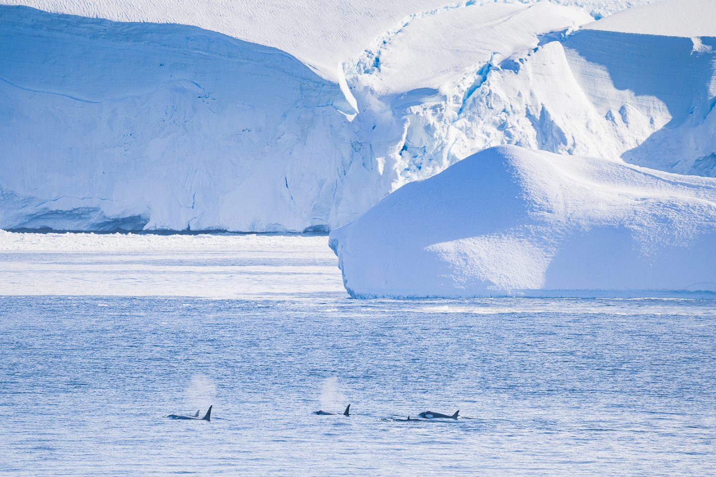 Orcas at the entrance of Lemaire channel, Antarctica