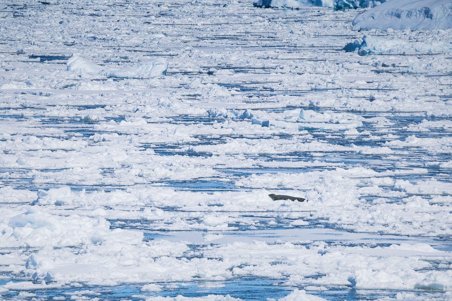 Weddell seal on the ice ahead of us, Lemaire Channel, Antarctica
