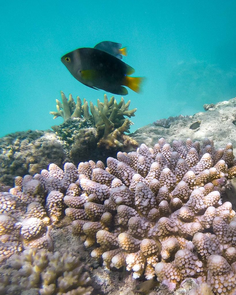 Fish and coral in the Yasawa Islands, Fiji