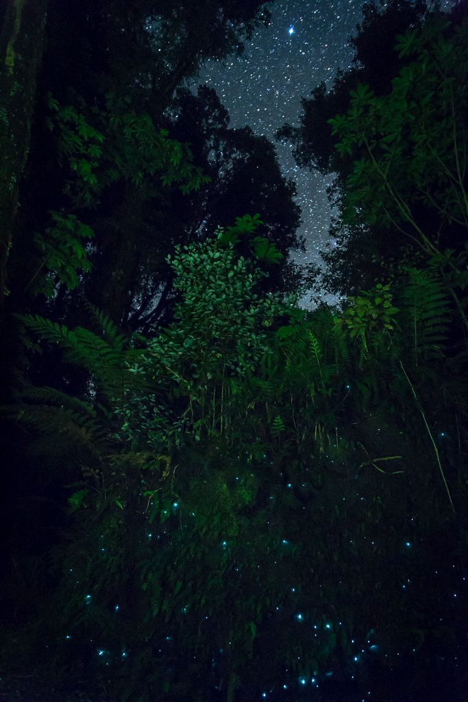 Glow worm forest, South Island, New Zealand