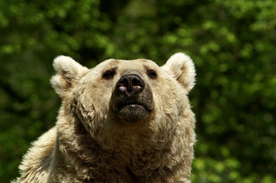 Соцсети: в Кузбассе медведь разгуливал по территории лыжной базы