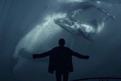 В Аргентине разработали законопроект против игры «Синий кит»
