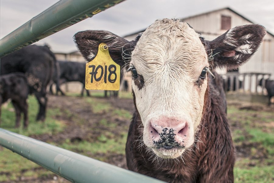 Кузбасский производитель молока и мяса злостно нарушил ветеринарное законодательство