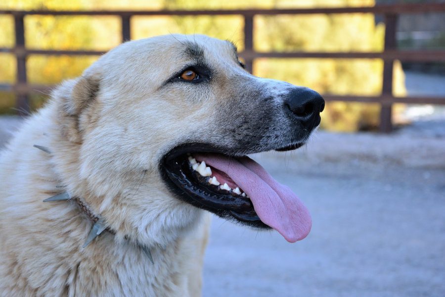 Кемеровчане в ужасе от стай бродячих собак в центре города