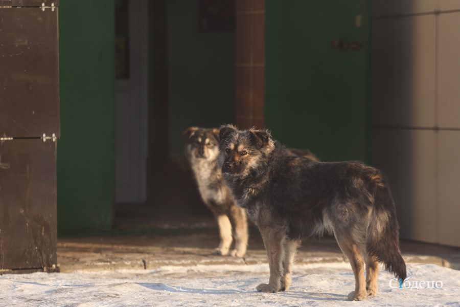 Оставьте животных в покое: в Кузбассе разгорелся спор из-за бродячих собак