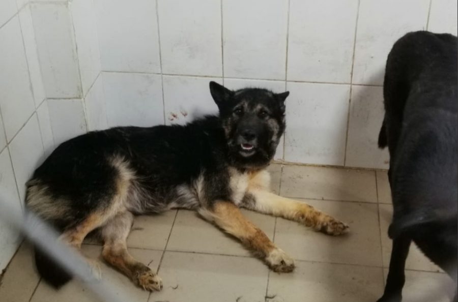 В Кузбассе зоозащитники рассказали, что стало с собакой, замученной садистами