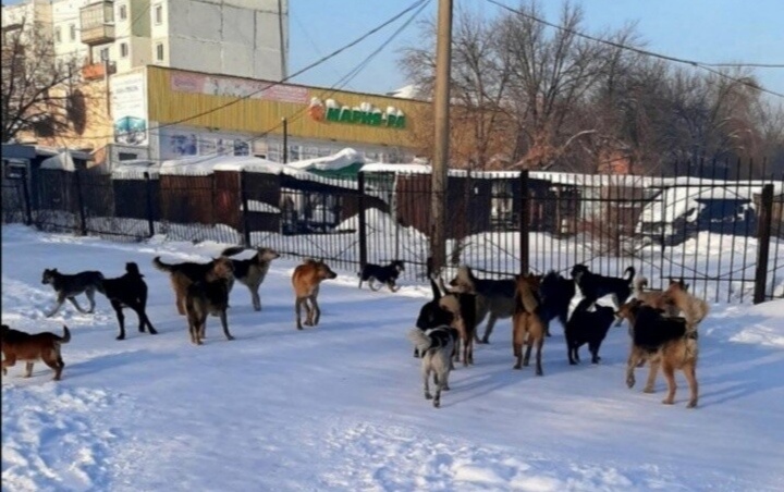 В кузбасском городе вновь обсуждают огромную стаю диких собак