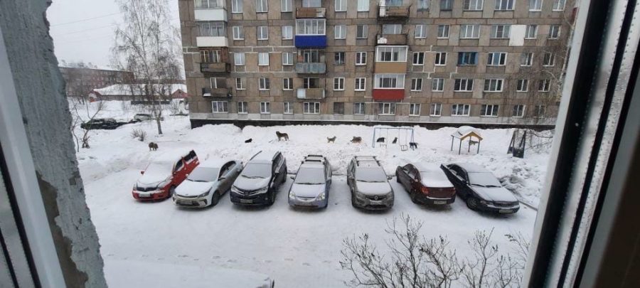 Мэр Новокузнецка признал катастрофическую ситуацию с бездомными собаками