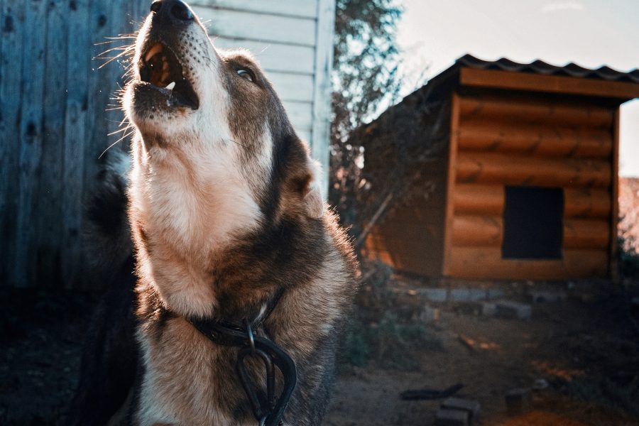 Видео в: Сибири ребёнок спас себя и щенка от бойцовской собаки