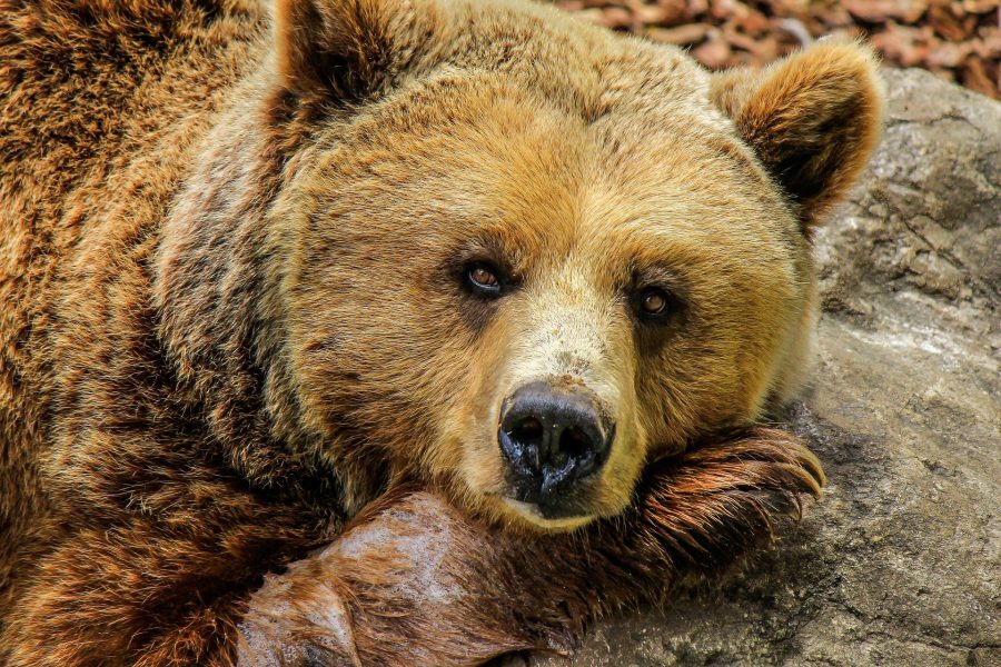 Видео: в Сибири появился реабилитационный центр для медвежат-сирот