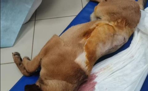 В Кузбассе жители начали массовый отстрел чипированных собак