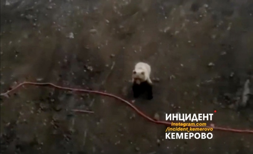 В Рудничном районе Кемерова снова заметили медведя