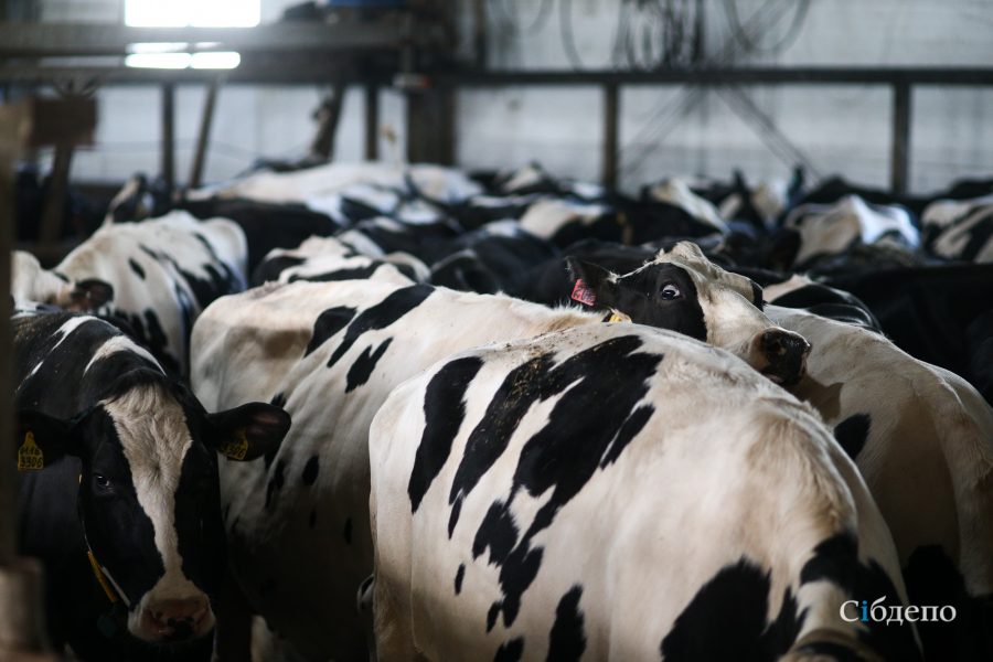 33 коровы и стакан: откуда берётся молоко в магазинах Кемерова и области