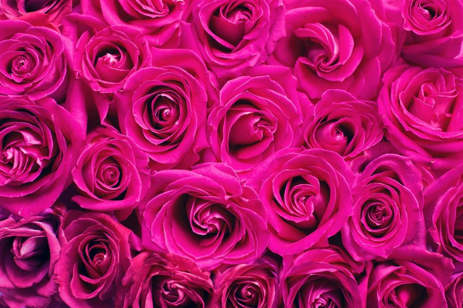 Мэрия Кемерова завалит себя букетами роз, хризантем и гвоздик