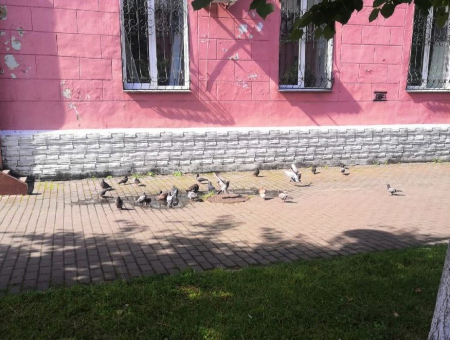 Специалисты управления ветеринарии Кузбасса не нашли мёртвых птиц